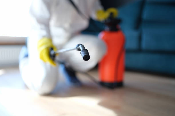 Best Mold Damage Restoration  in Alta Sierra, CA