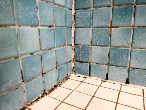 Best Black Mold Removal  in Alta Sierra, CA