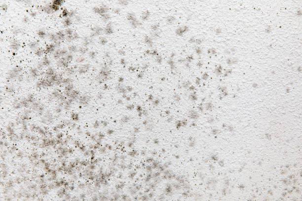 Best Biohazard Mold Removal  in Alta Sierra, CA