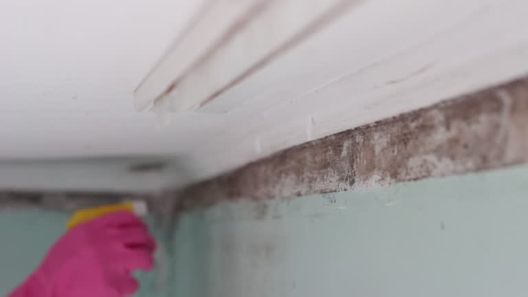 Best Mold Remediation for Healthcare Facilities  in Alta Sierra, CA